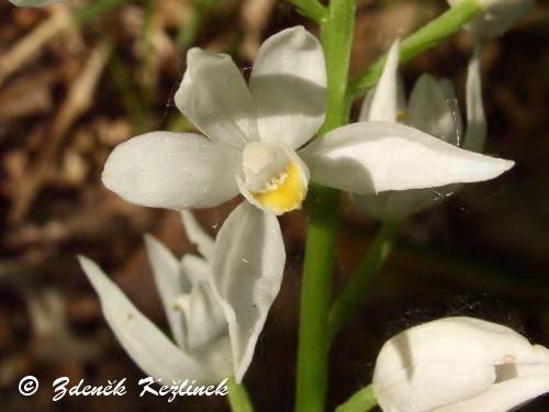 Cephalanthera longifolia