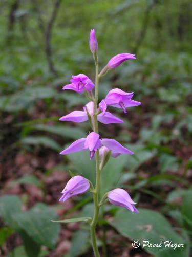 Cephalanthera rubra