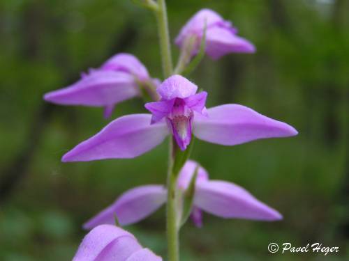 Cephalanthera rubra