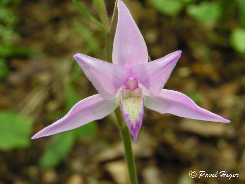 Cephalanthera rubra