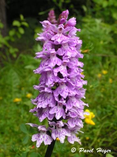 Dactylorhiza fuchsii