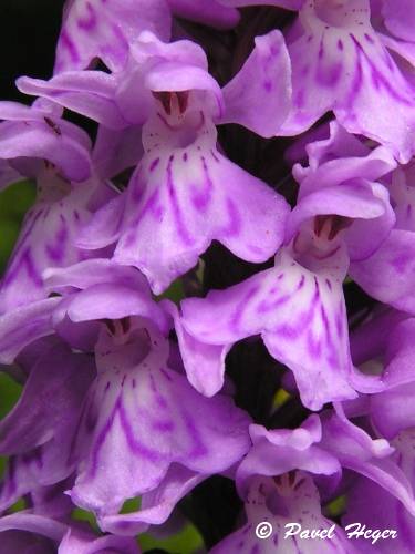 Dactylorhiza fuchsii