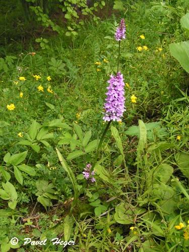 Dactylorhiza fuchsii