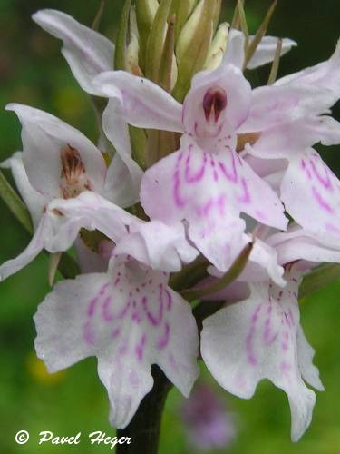 Dactylorhiza fuchsii