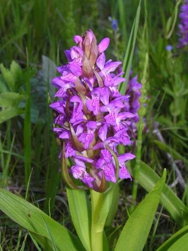 Dactylorhiza incarnata