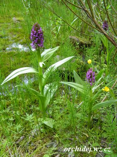 Dactylorhiza incarnata