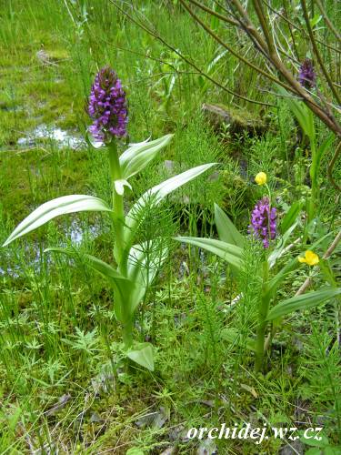 Dactylorhiza incarnata