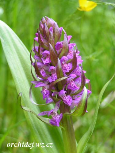 Dactylorhiza incarnata