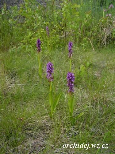 Dactylorhiza incarnata