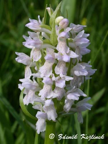 Dactylorhiza incarnata