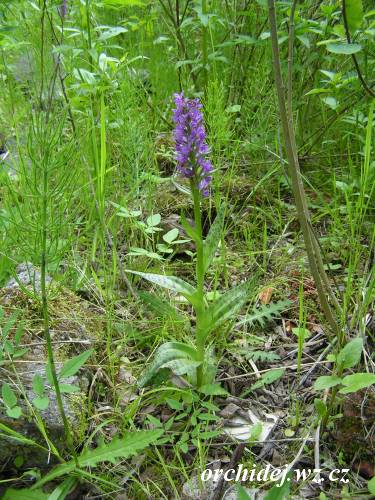 Dactylorhiza majalis