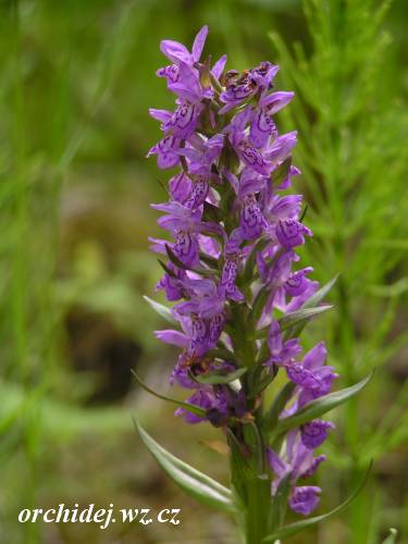 Dactylorhiza majalis