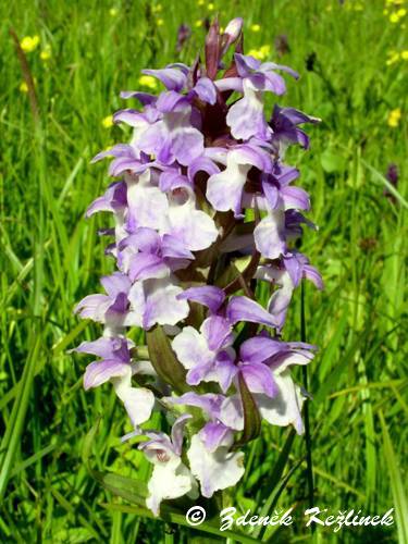 Dactylorhiza majalis