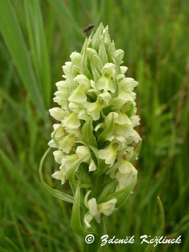 Dactylorhiza incarnata subsp. ochroleuca