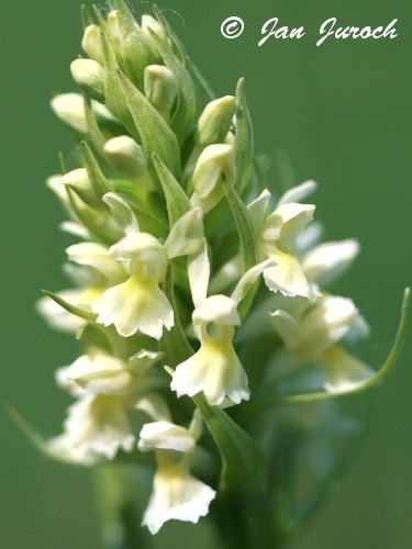 Dactylorhiza incarnata subsp. ochroleuca