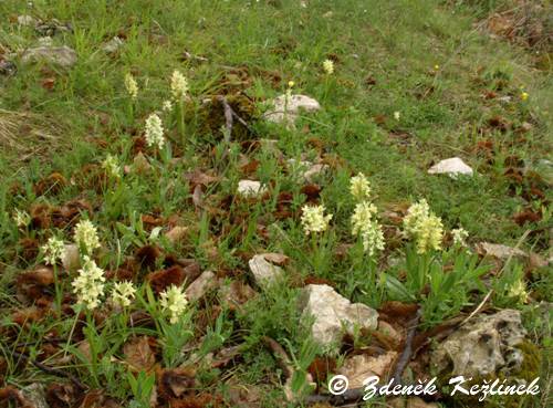 Dactylorhiza romana