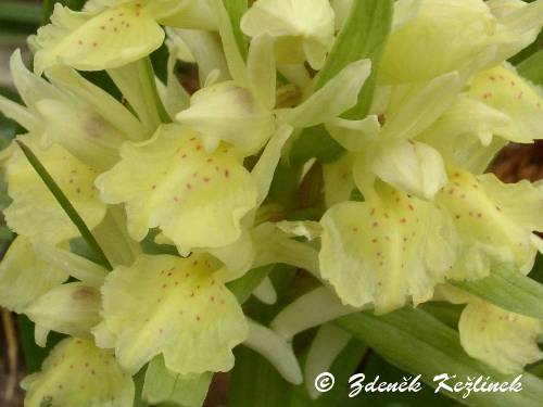 Dactylorhiza romana