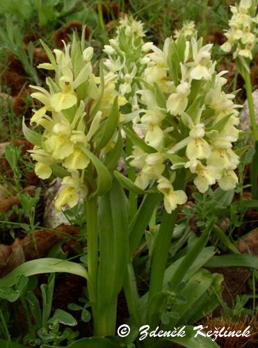 Dactylorhiza romana