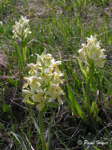 Dactylorhiza sambucina