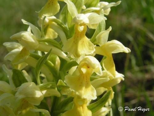 Dactylorhiza sambucina