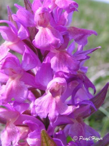 Dactylorhiza sambucina