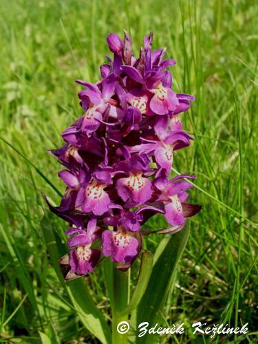 Dactylorhiza sambucina