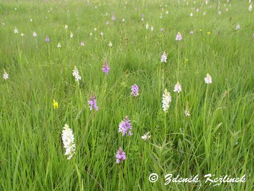 Dactylorhiza maculata subsp. transsilvanica