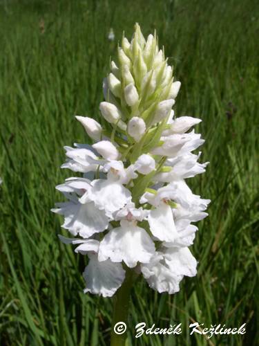 Dactylorhiza maculata subsp. transsilvanica