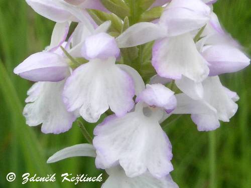 Dactylorhiza maculata subsp. transsilvanica