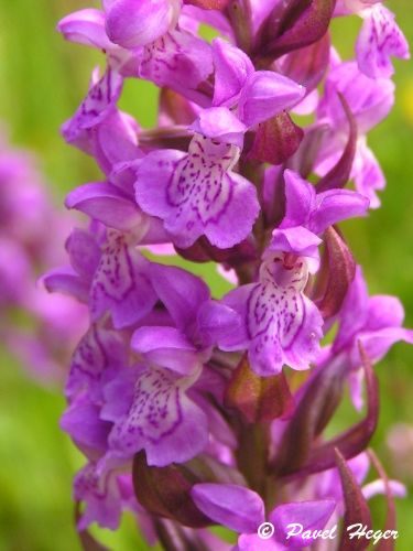 Dactylorhiza x aschersoniana