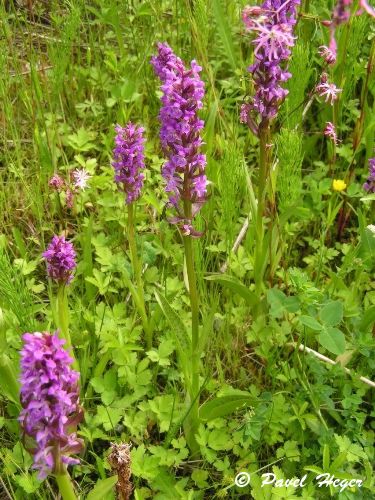 Dactylorhiza x aschersoniana