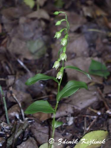 Epipactis albensis