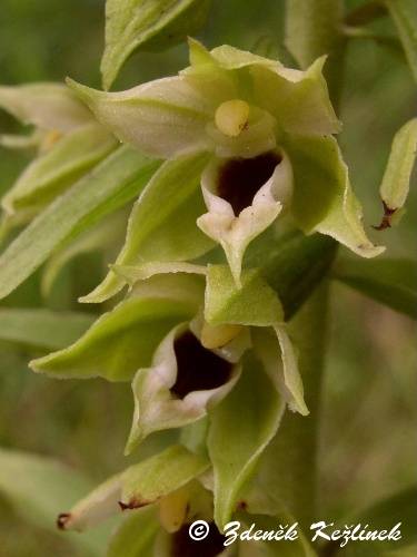 Epipactis albensis