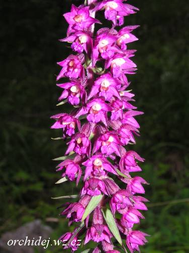 Epipactis atrorubens