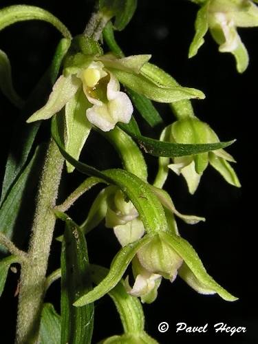 Epipactis greuteri