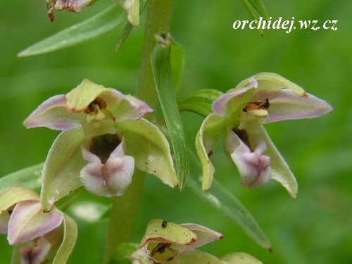 Epipactis helleborine