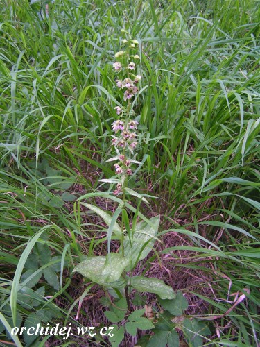 Epipactis helleborine