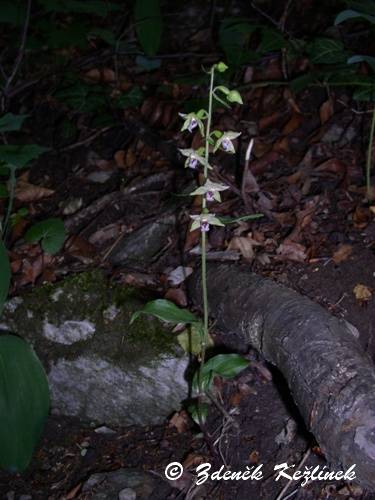 Epipactis helleborine subsp. leutei