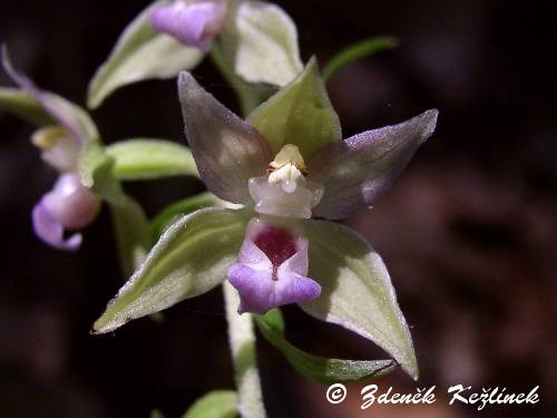 Epipactis helleborine subsp. leutei