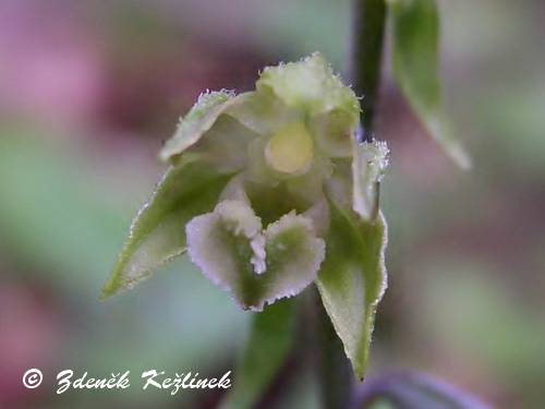 Epipactis microphylla