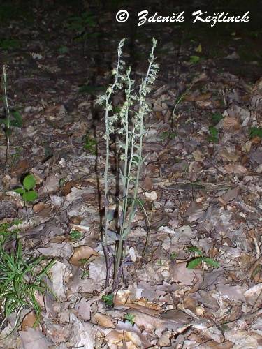 Epipactis microphylla