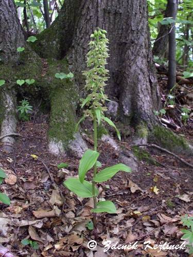 Epipactis leptochila subsp. neglecta