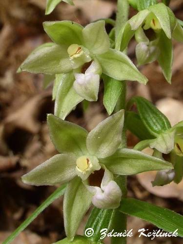 Epipactis leptochila subsp. neglecta