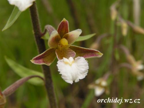 Epipactis palustris