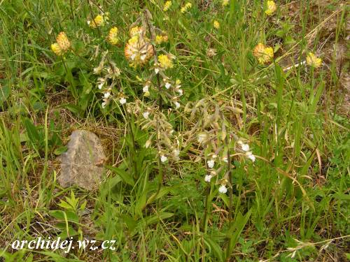 Epipactis palustris