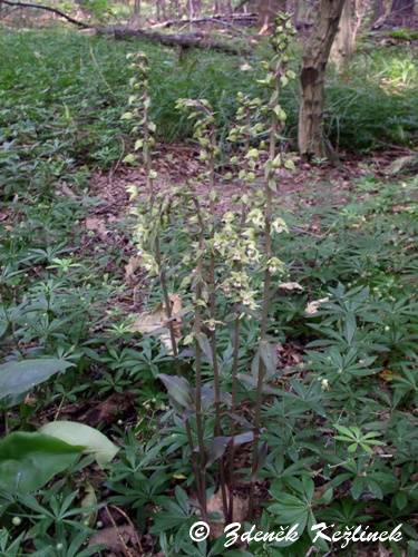 Epipactis purpurata