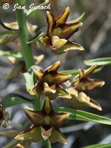 Epipactis veratrifolia