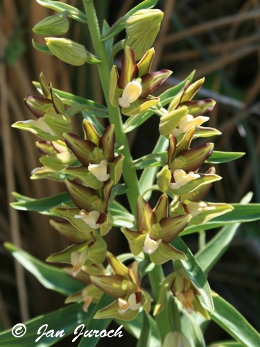 Epipactis veratrifolia