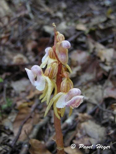 Epipogium aphyllum