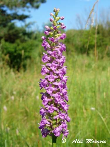 Gymnadenia x densiflora